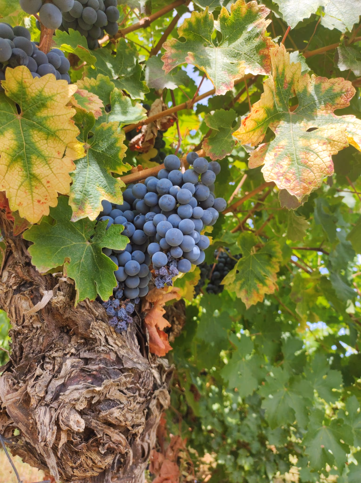 Touriga Nacional Without Oak